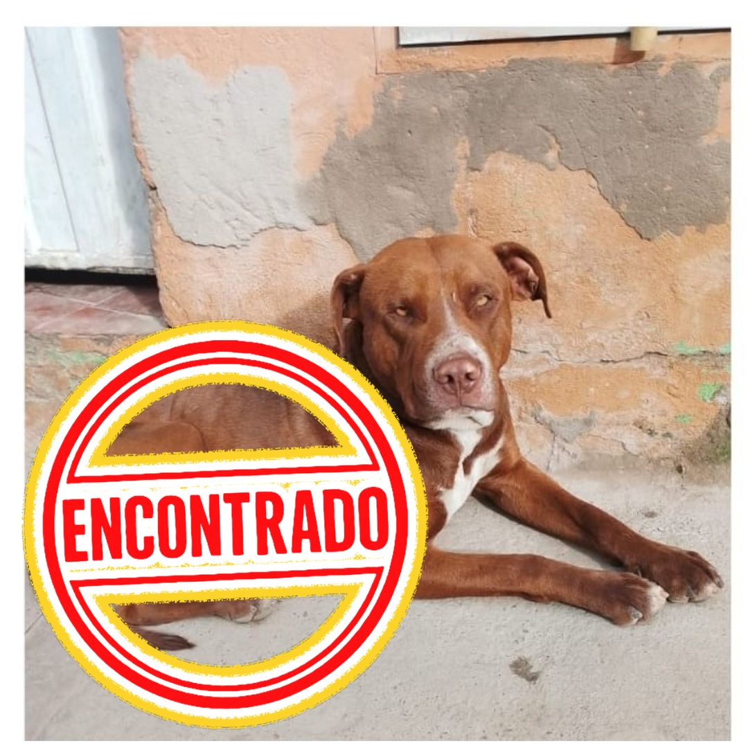Perro Chocolate