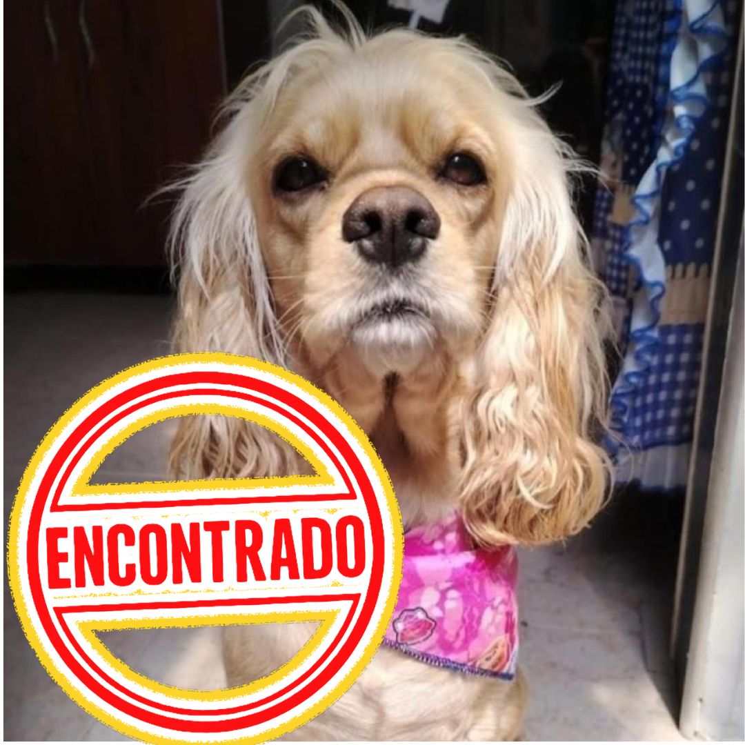 Perro Molly