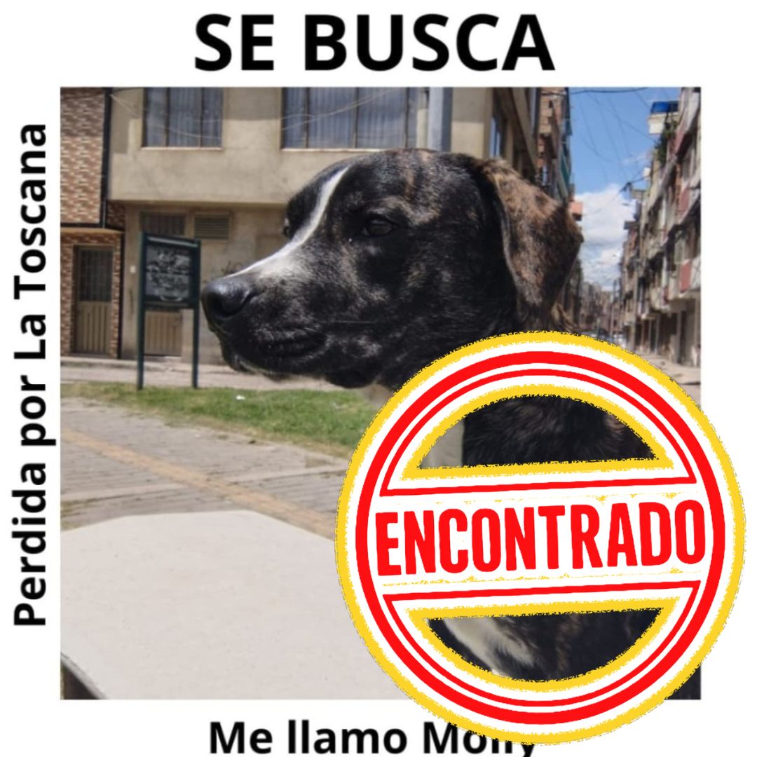 Perro Molly