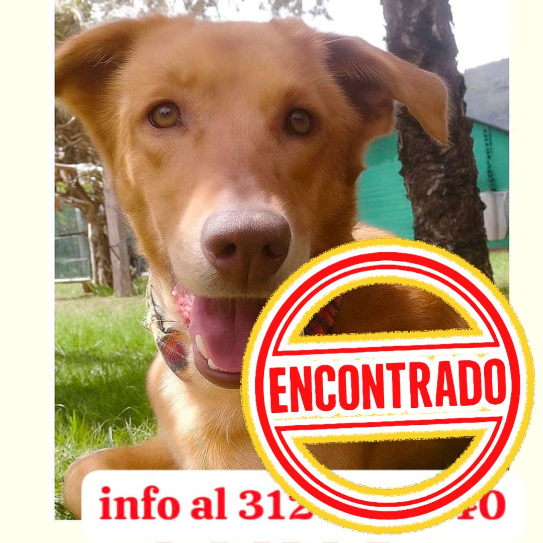Perro Luna