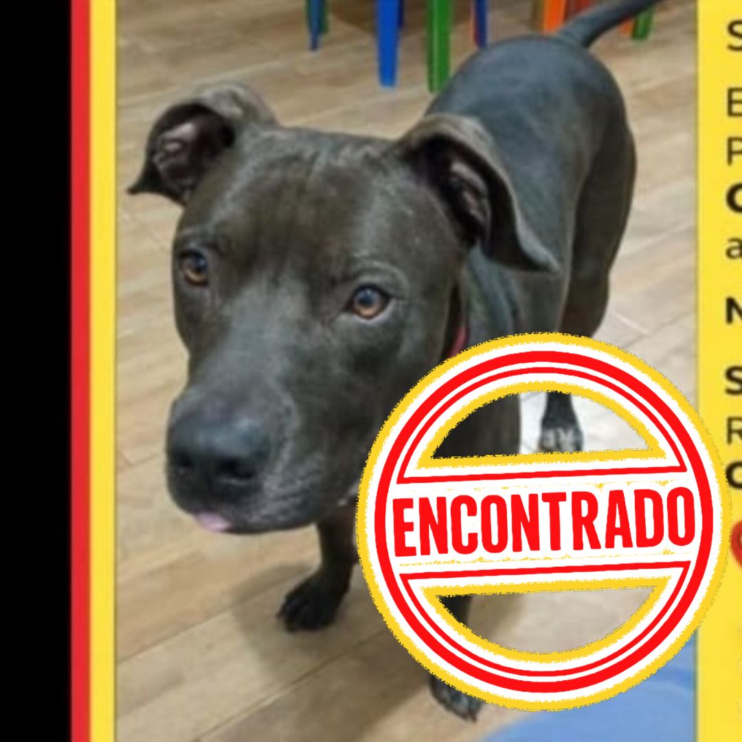 Perro Onyx