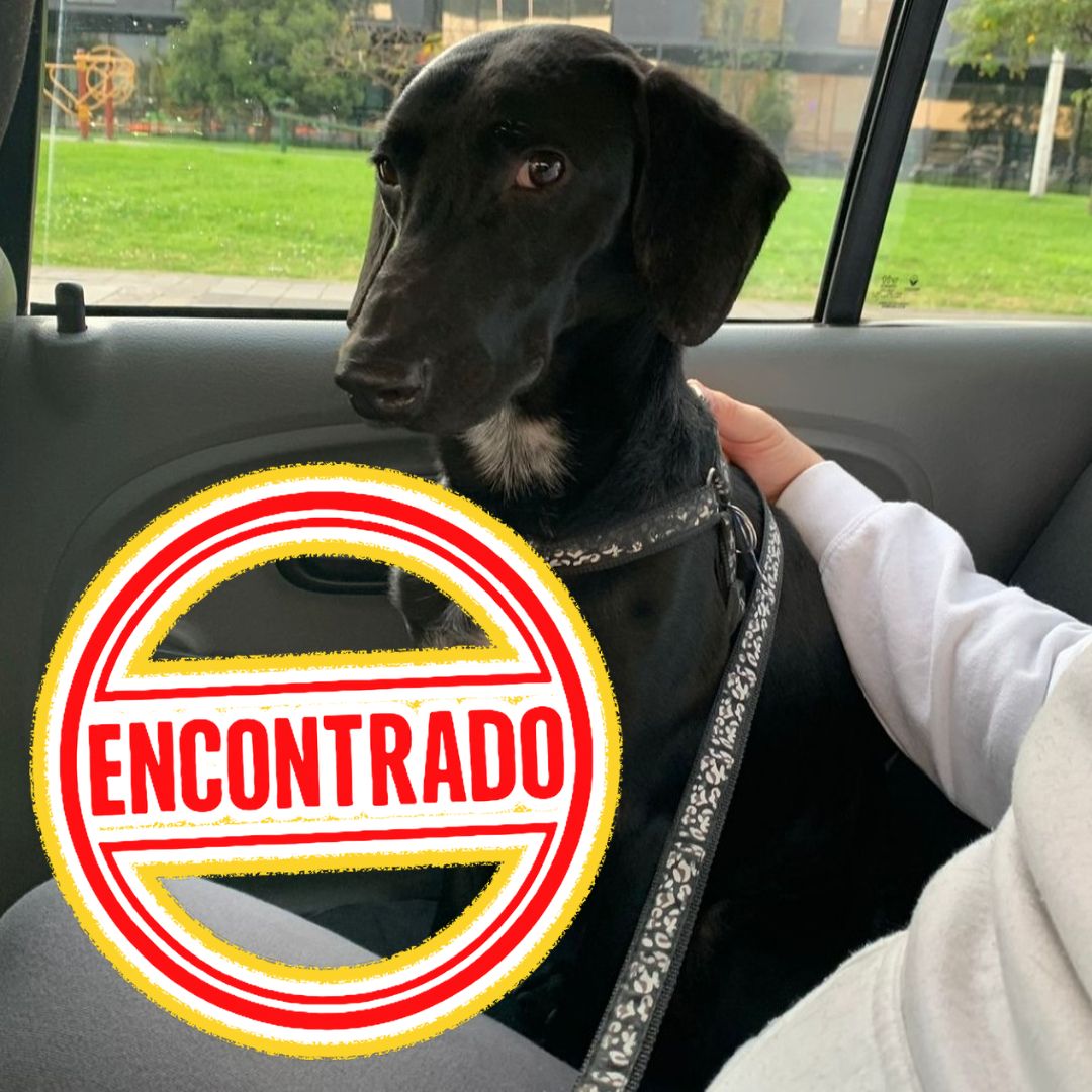 Perro Oreo