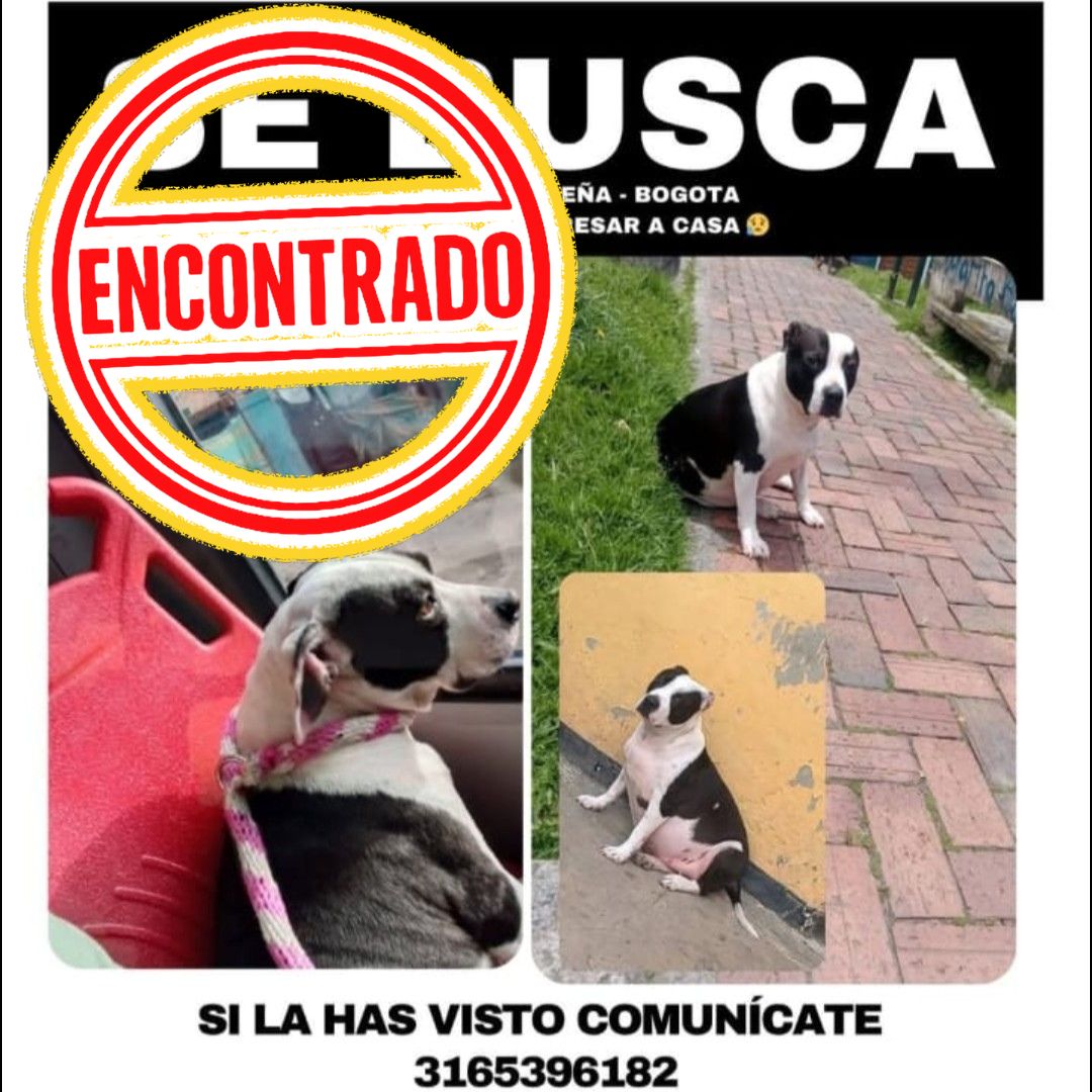 Perro Pitbull
