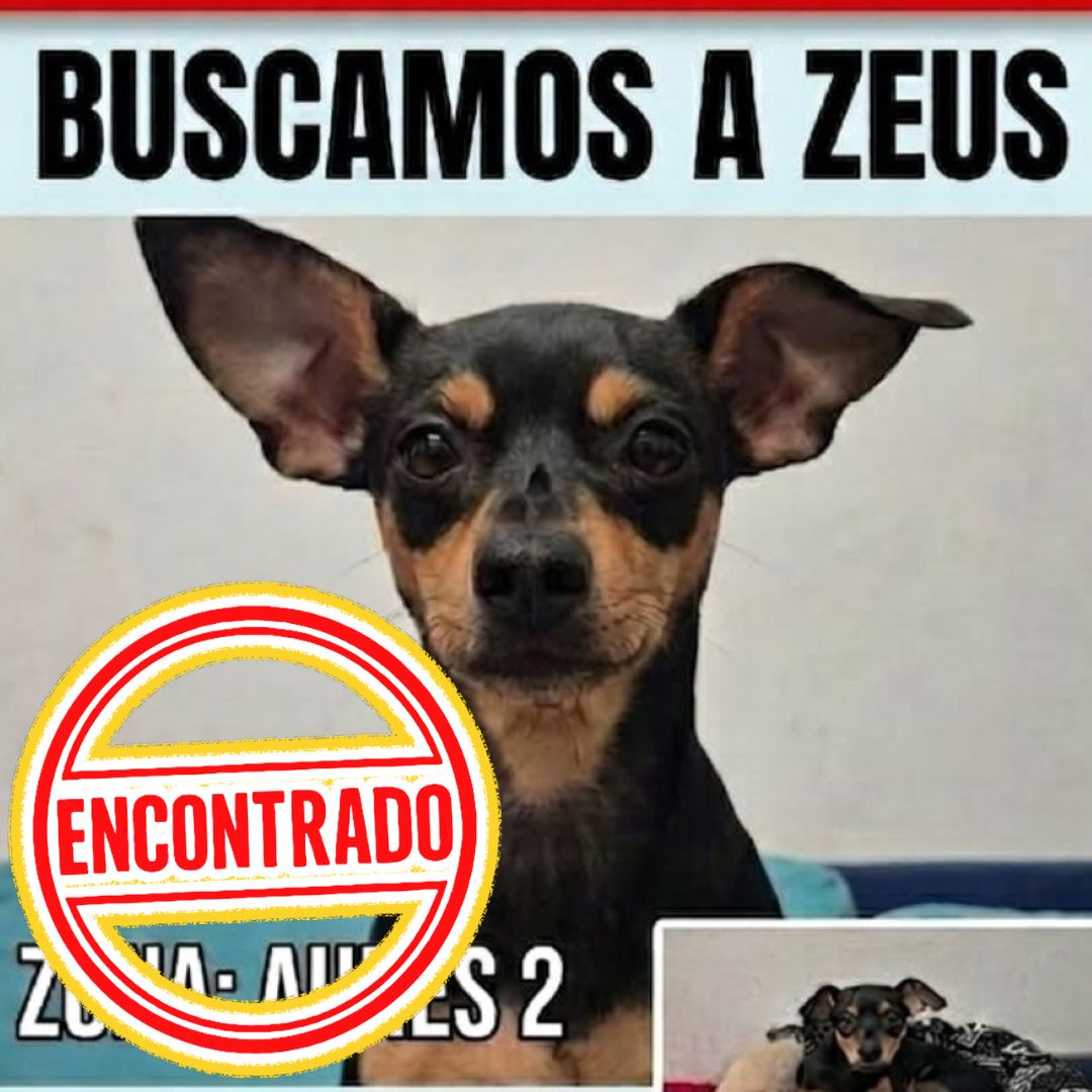 Perro zeus