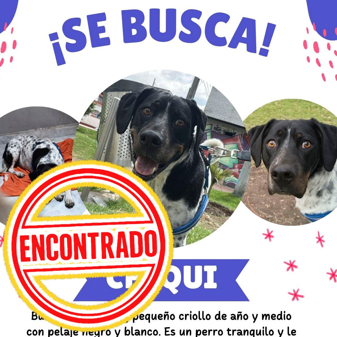 Perro CHIQUI
