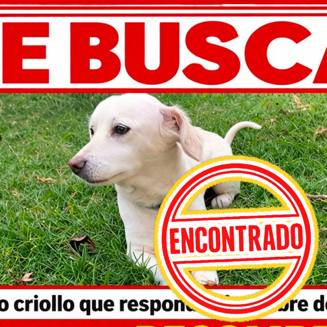 Perro Koko