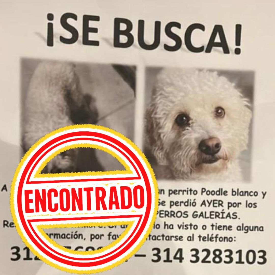 Perro Terri