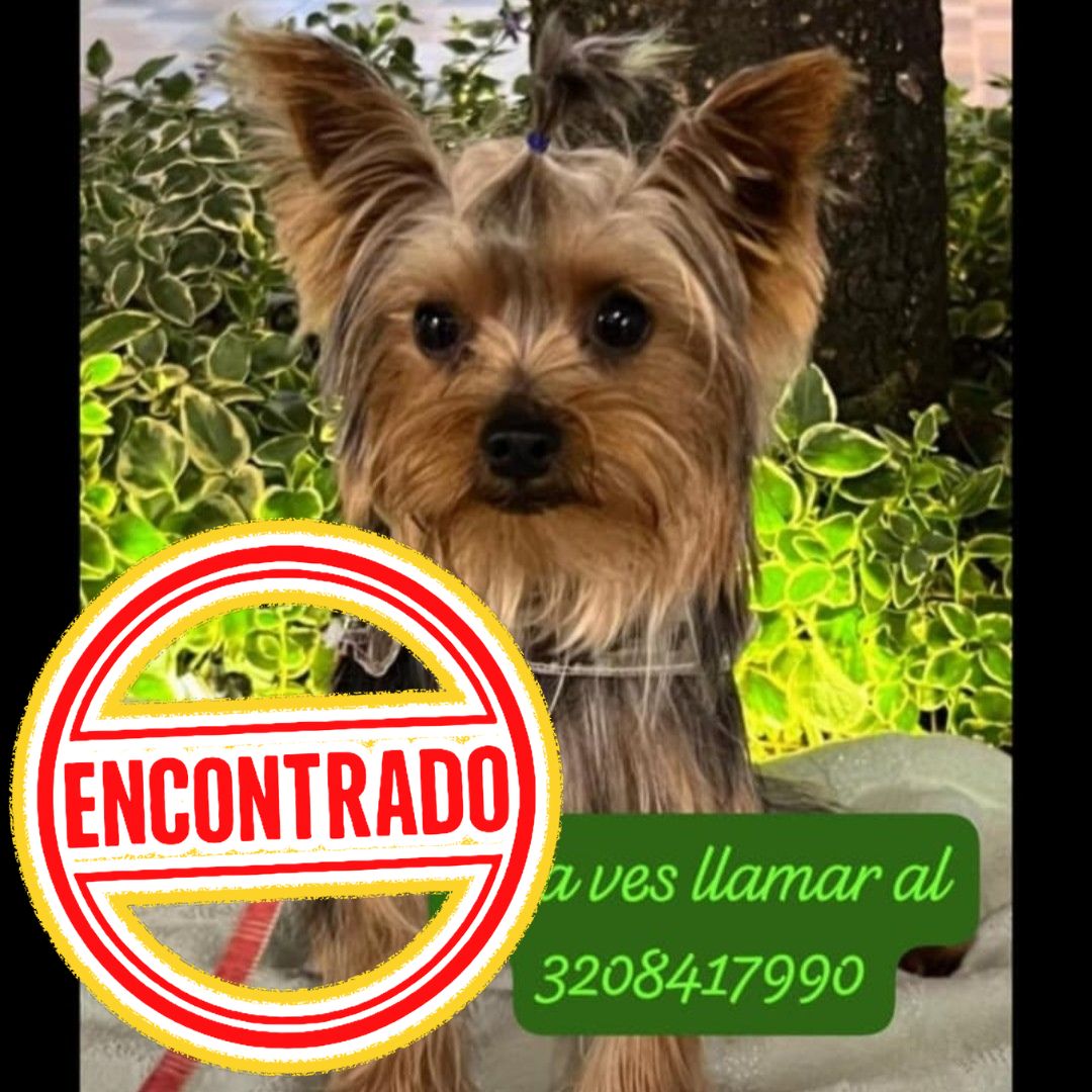 Perro Yorkie