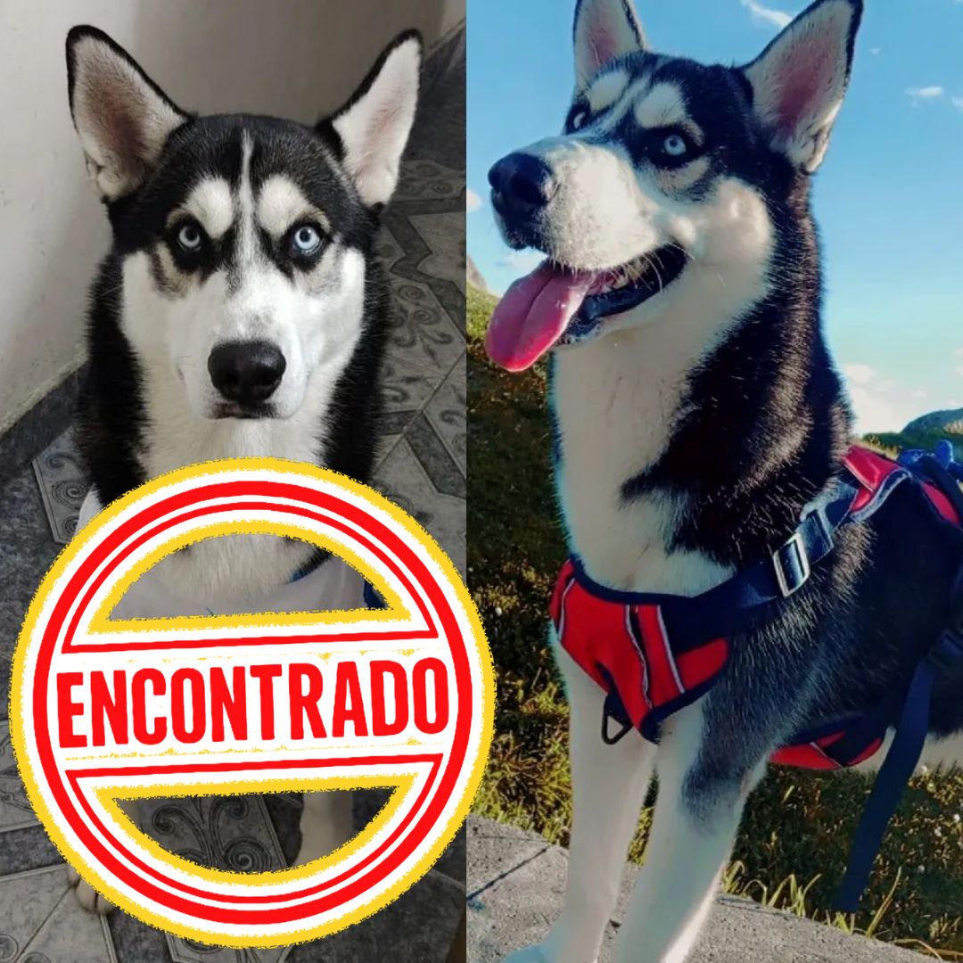 Perro Dracko
