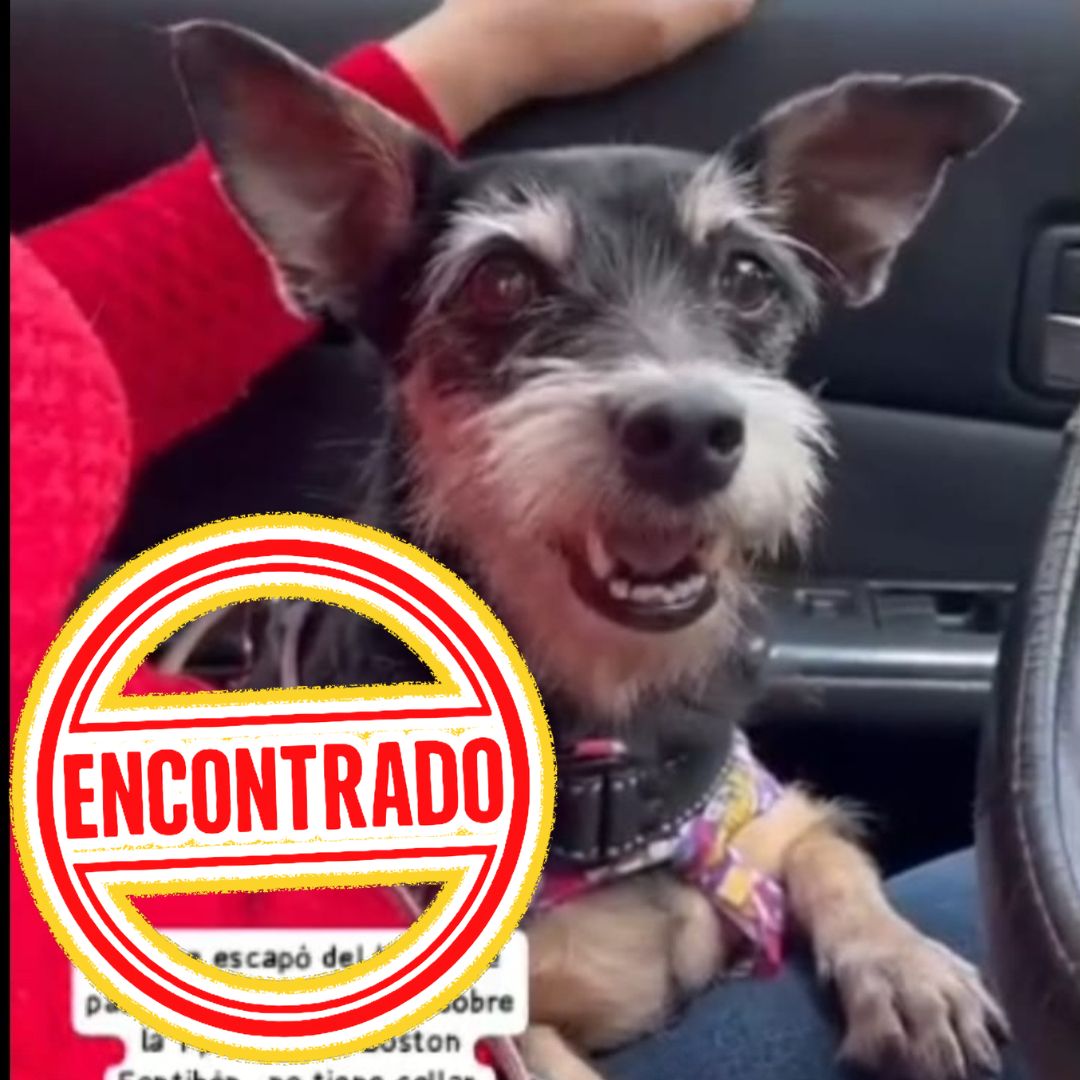 Perro Luli