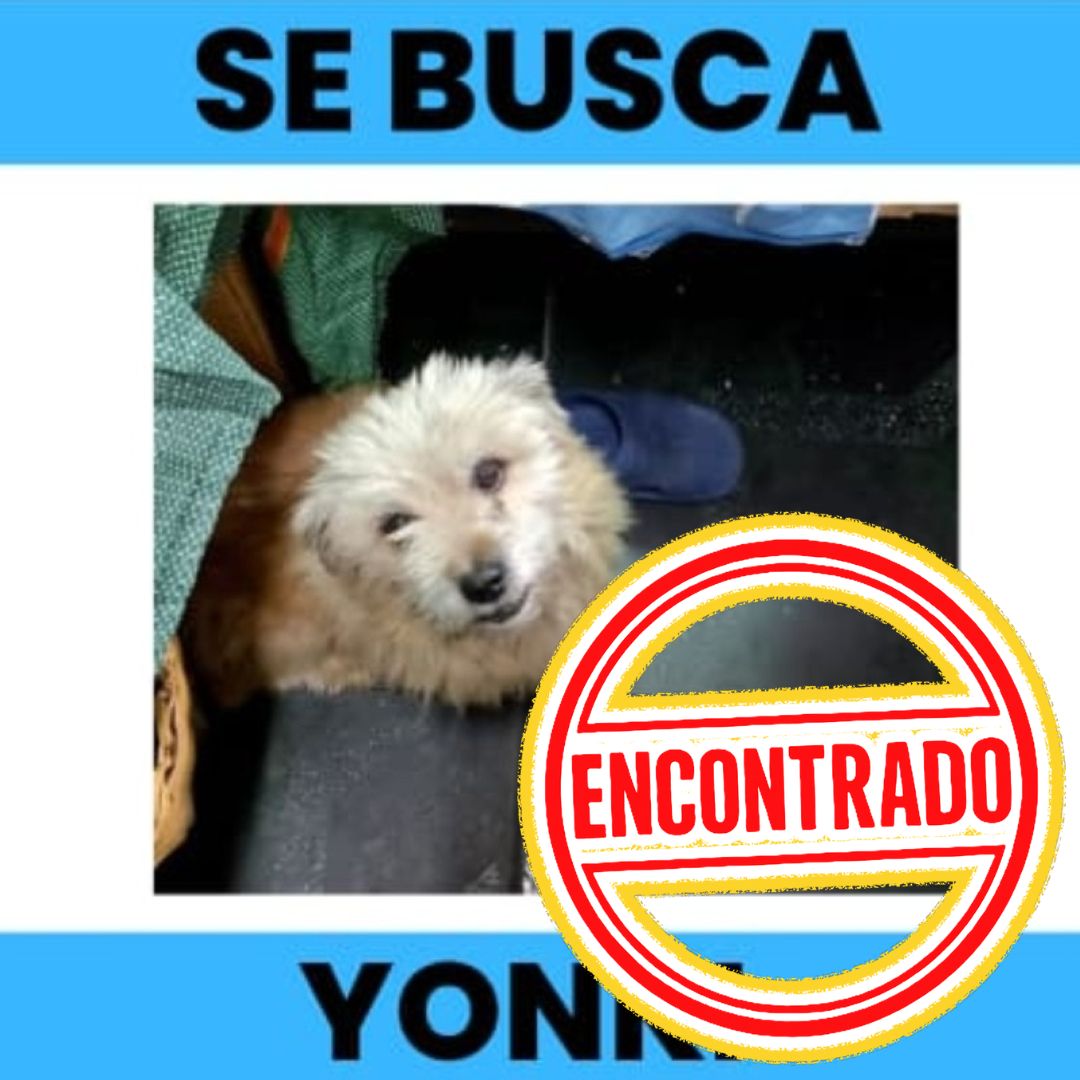 Perro Yonki