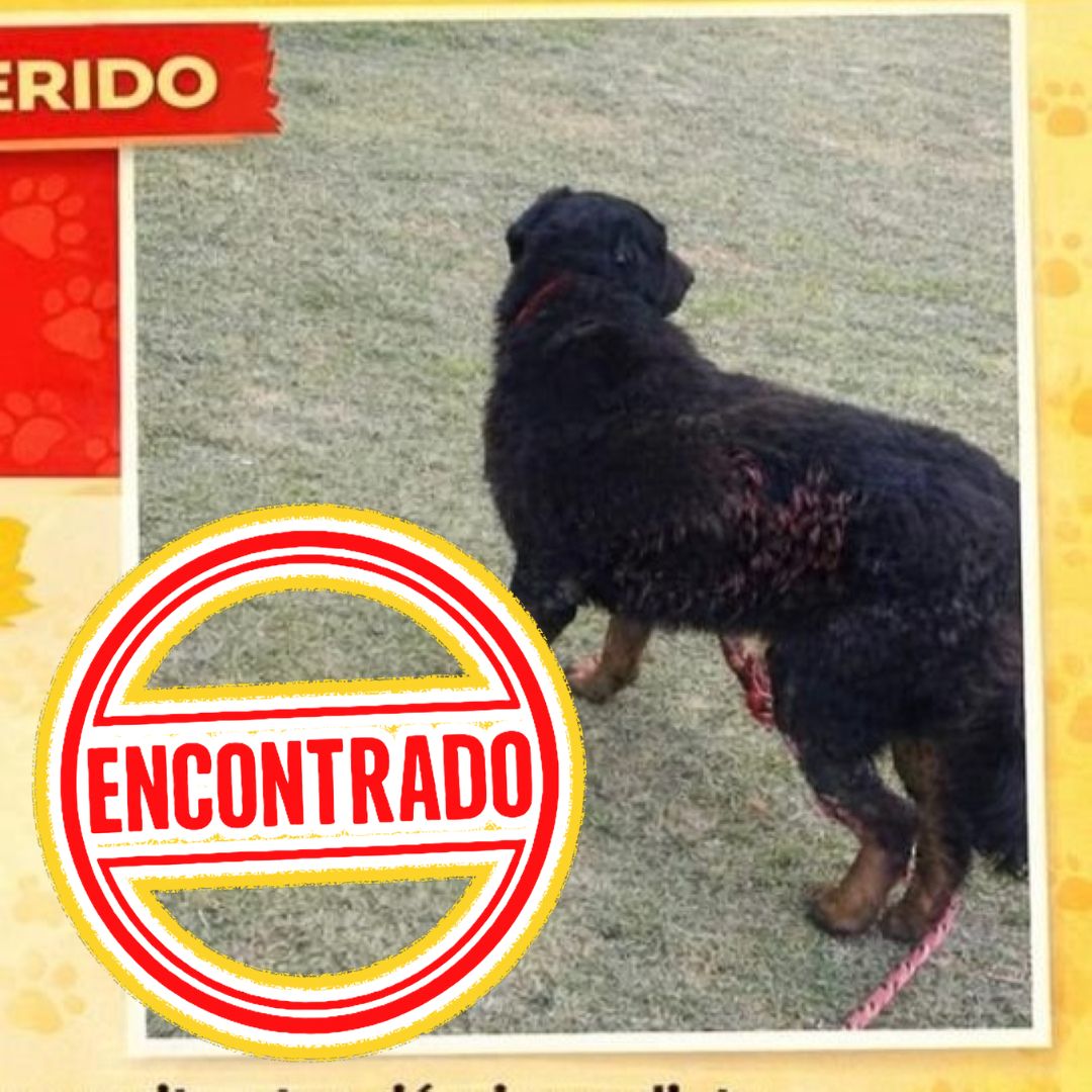 images/animales/perros/20260412-IDPYBA-ROTTenc.jpg