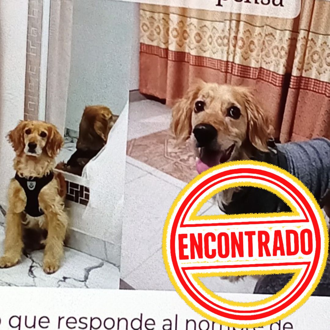 Perro Bruno