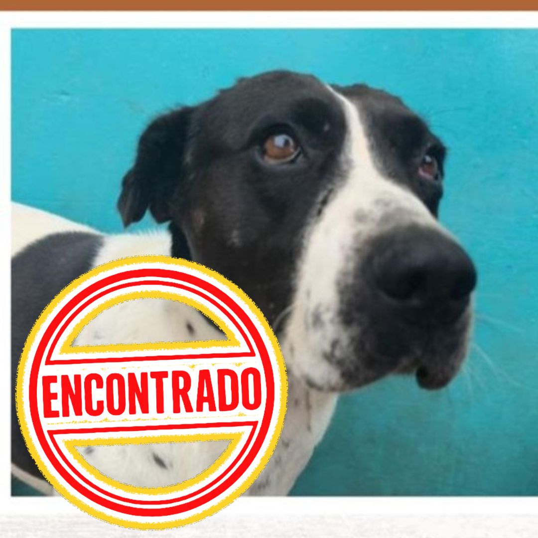 Perro Condesa
