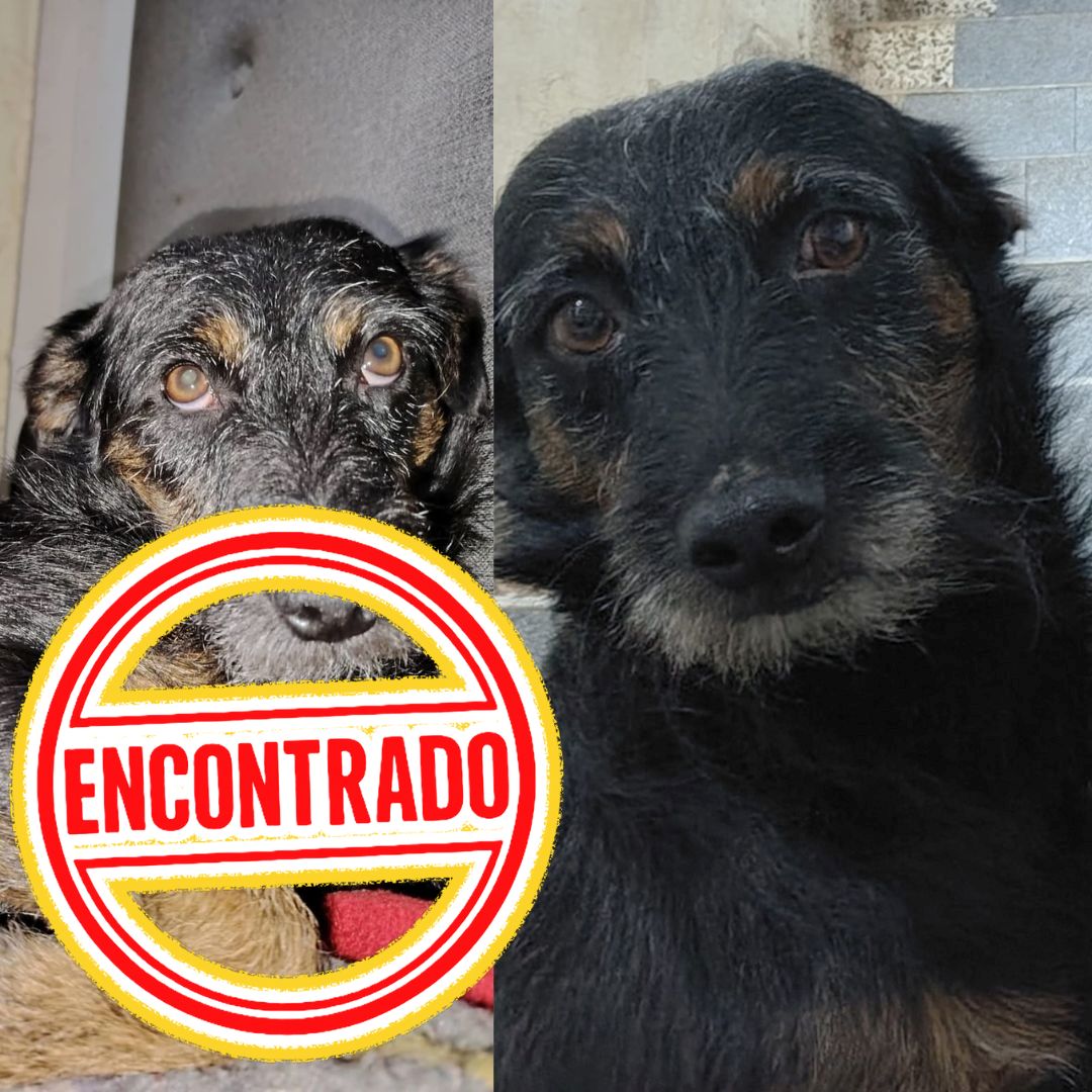 Perro Coffee