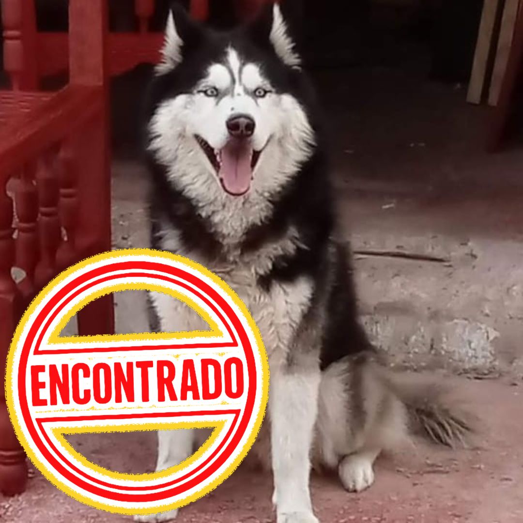 Perro Hanko