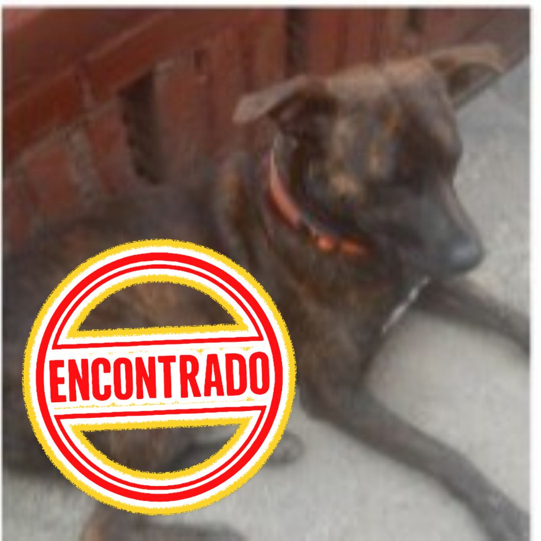 Perro Juakop
