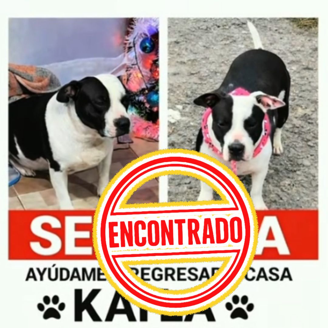 Perro Kayla