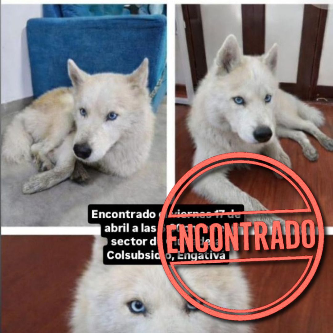 Perro NN