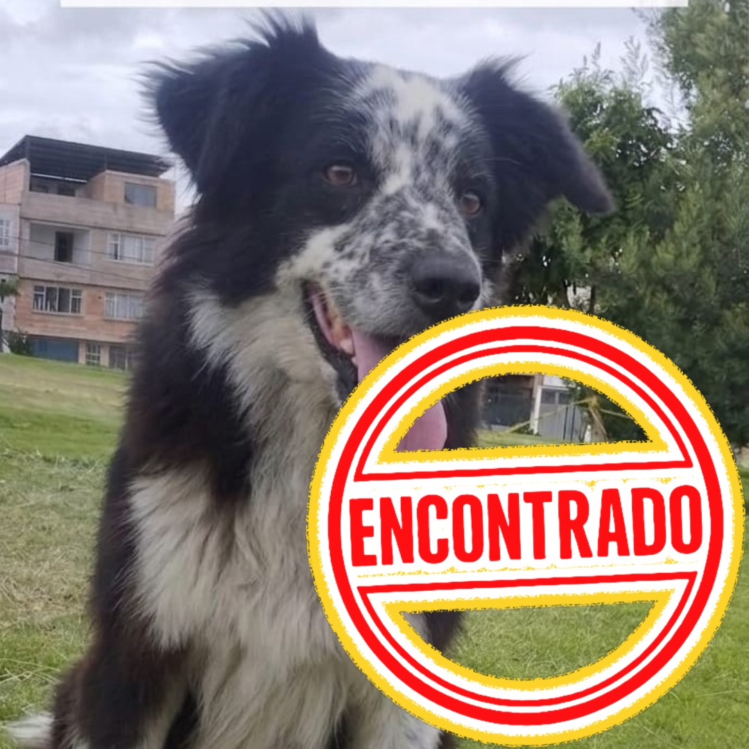 Perro Malla