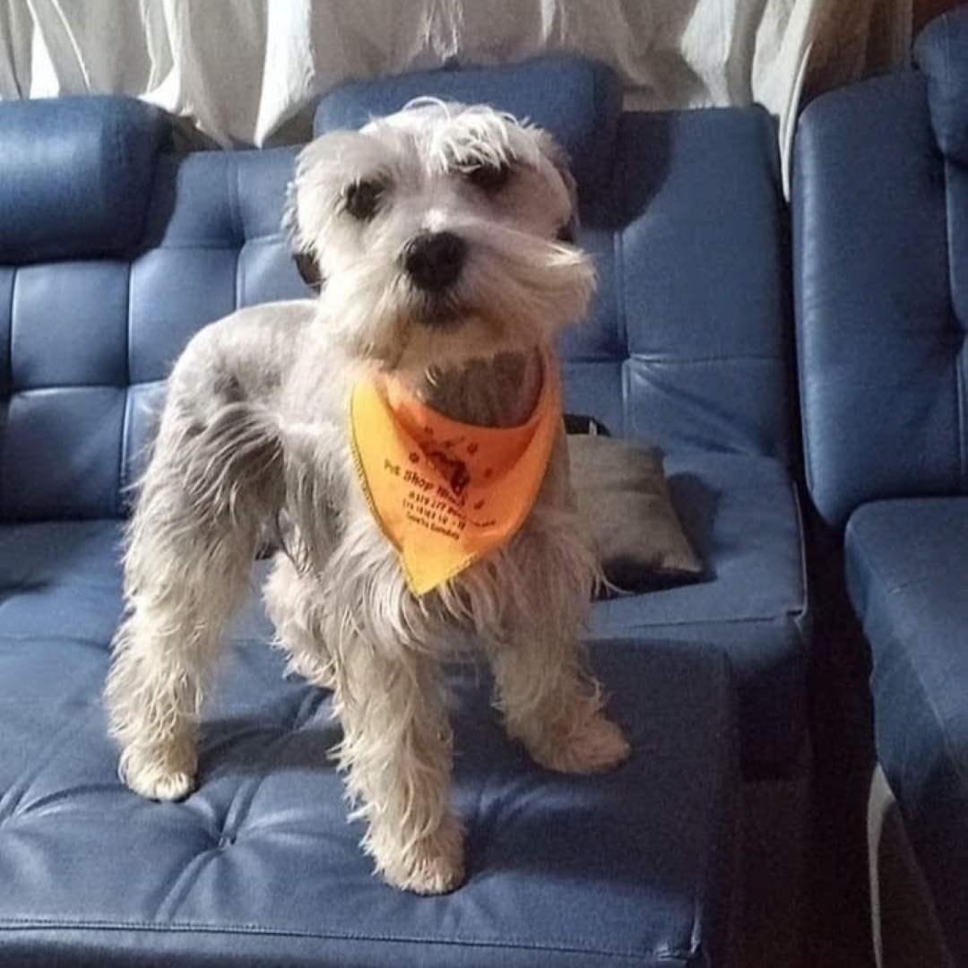 Perro Axel