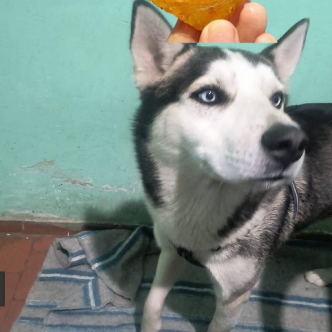 Perro Sake