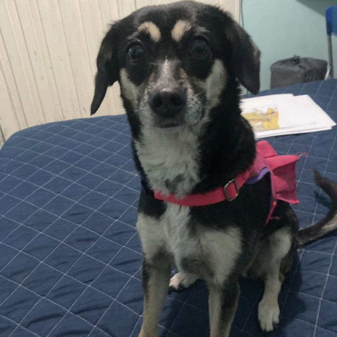 Perro Estrella