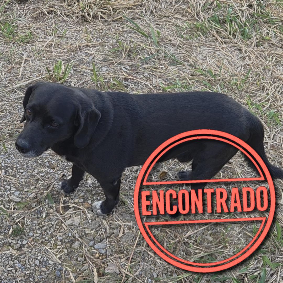 Perro Guardián