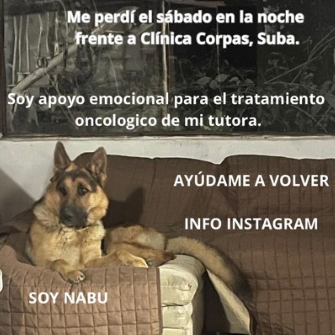 Perro Nabu