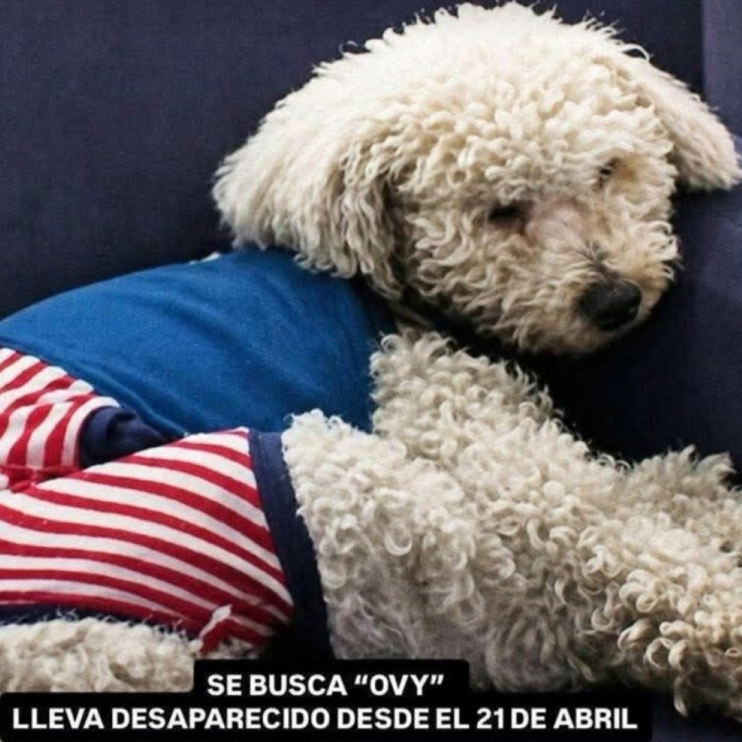 Perro Ovy