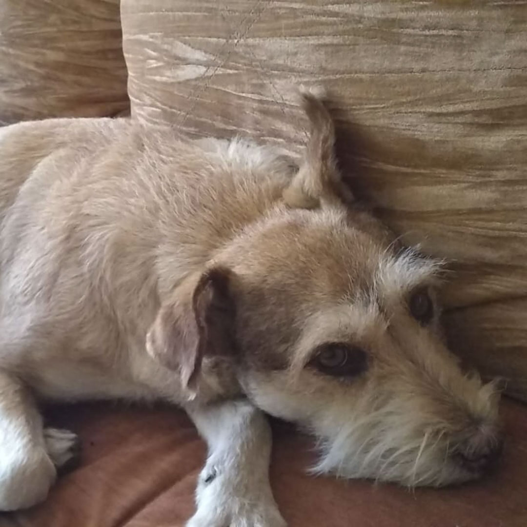 Perro Perrito