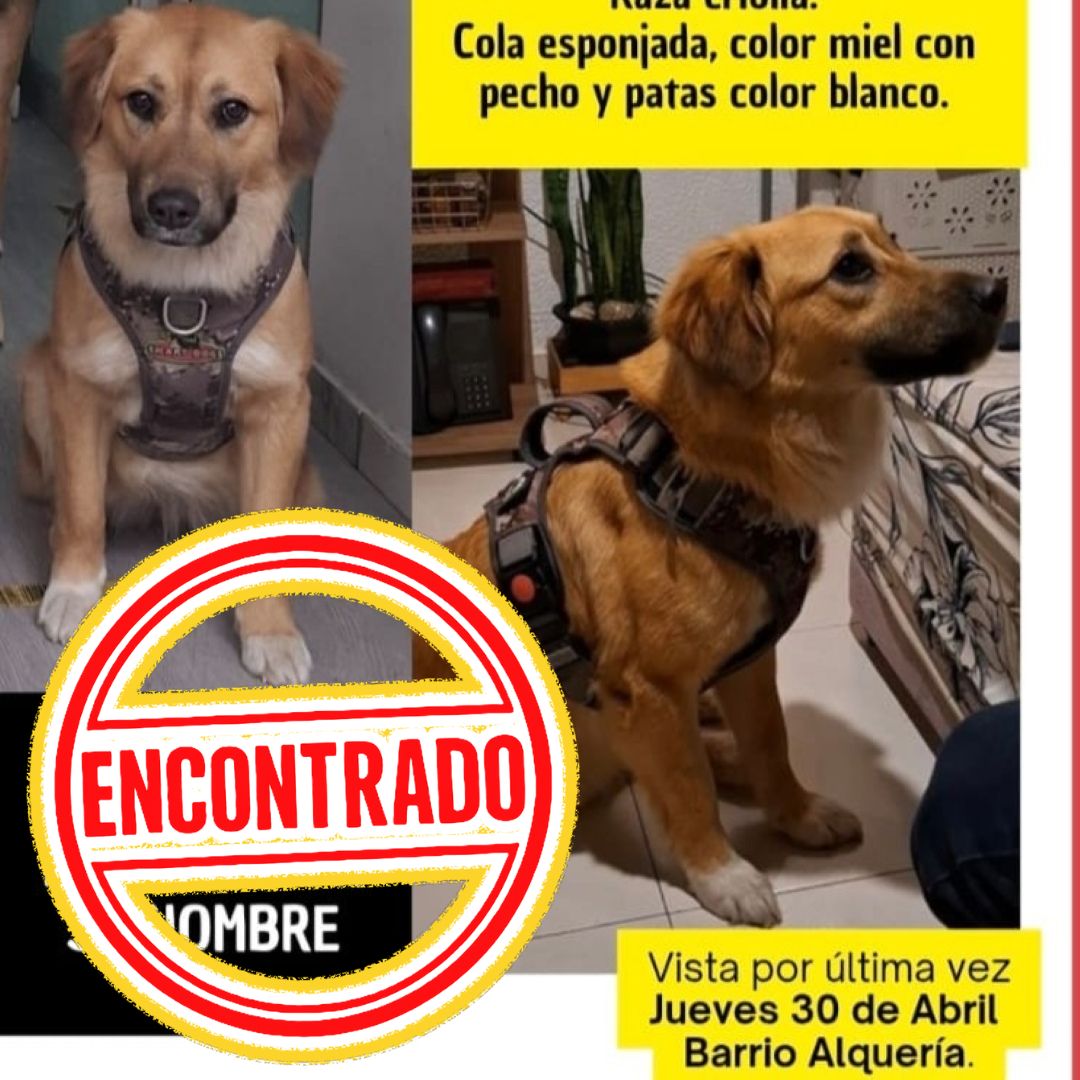 Perro Tina