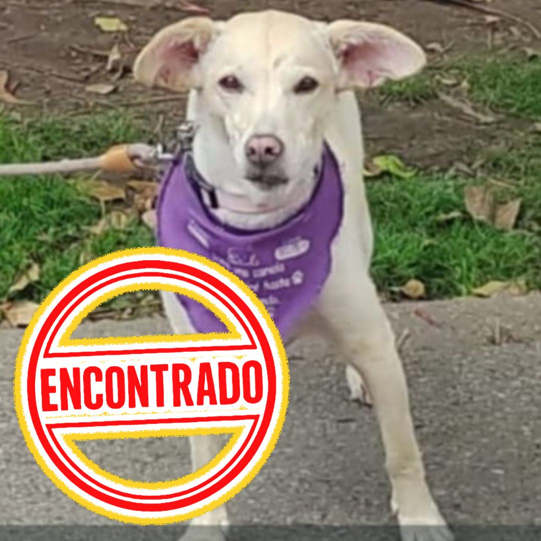 Perro Amarilla