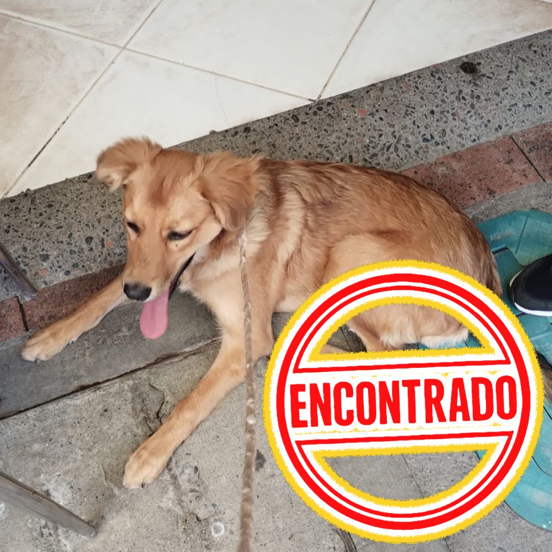 Perro Nala