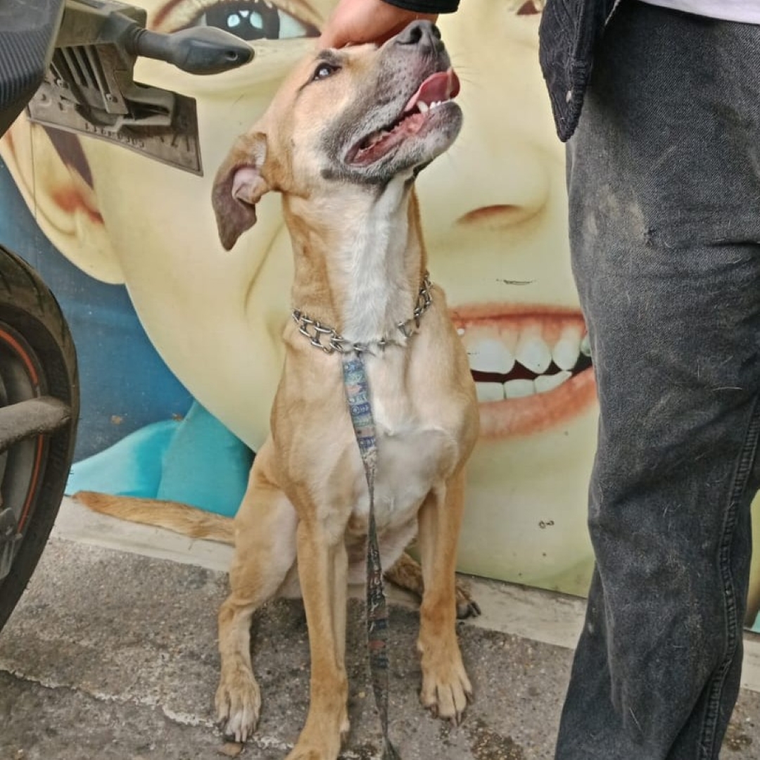 Perro NN