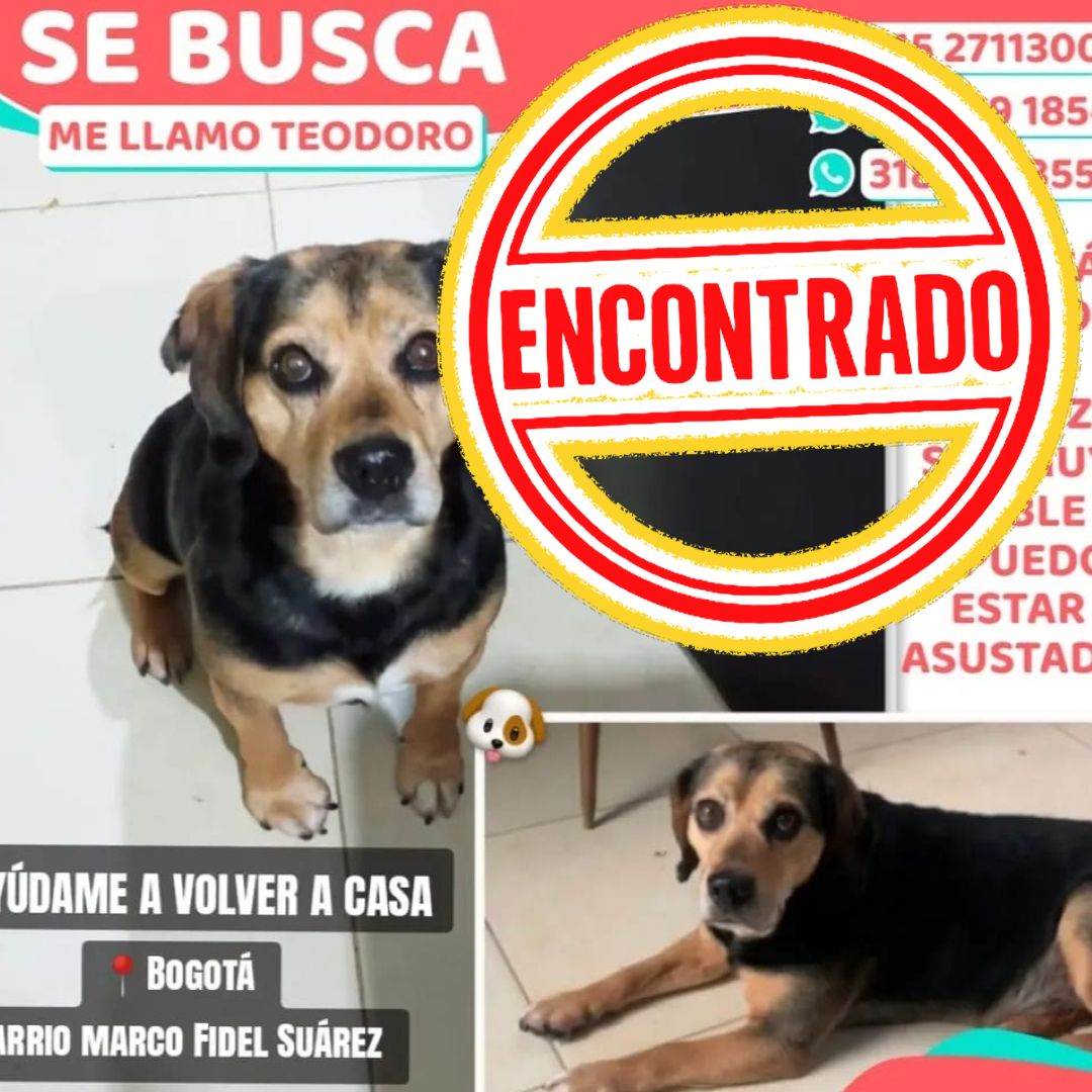 Perro Teodoro