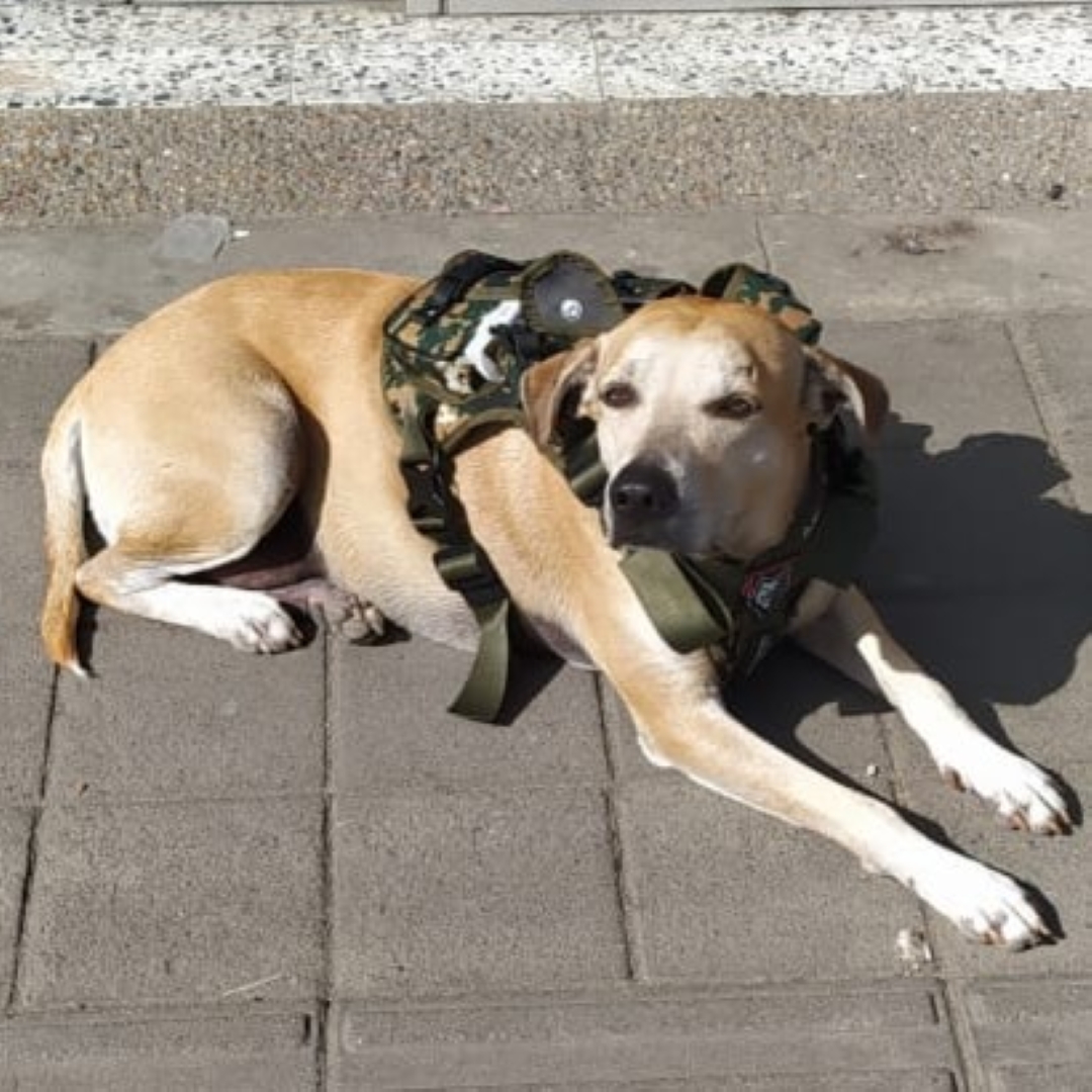 Perro Mono