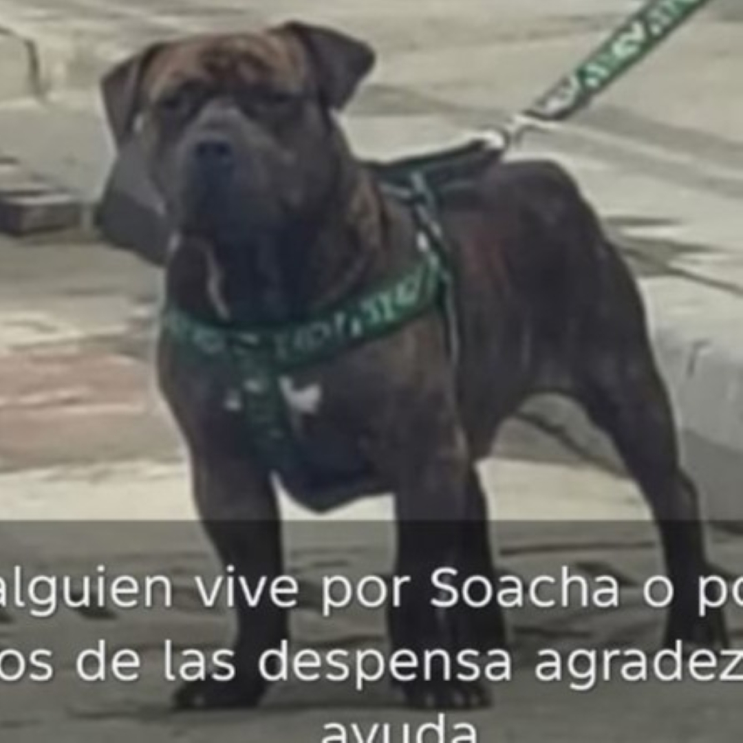 Perro Zungo