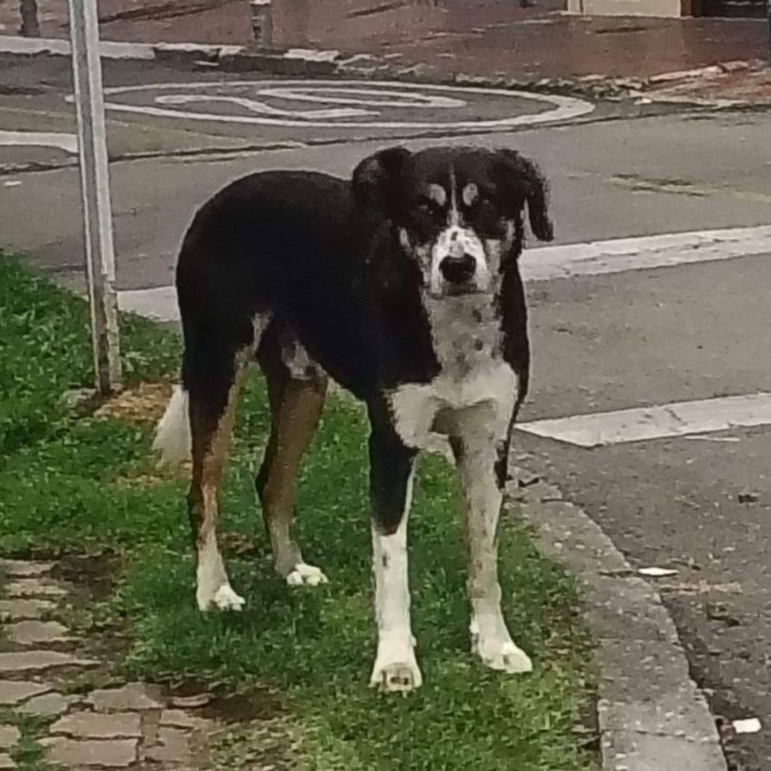 Perro NN