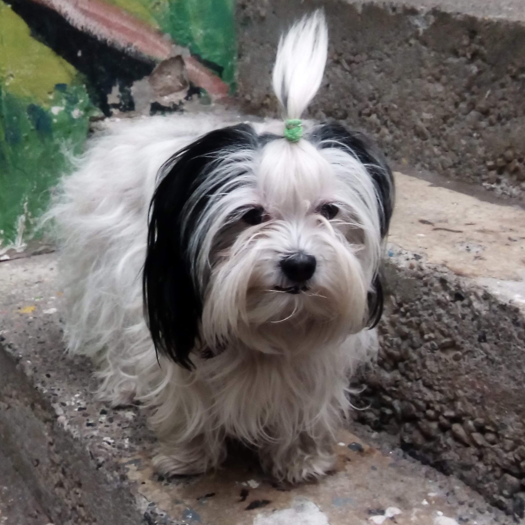 Perro Rayitas
