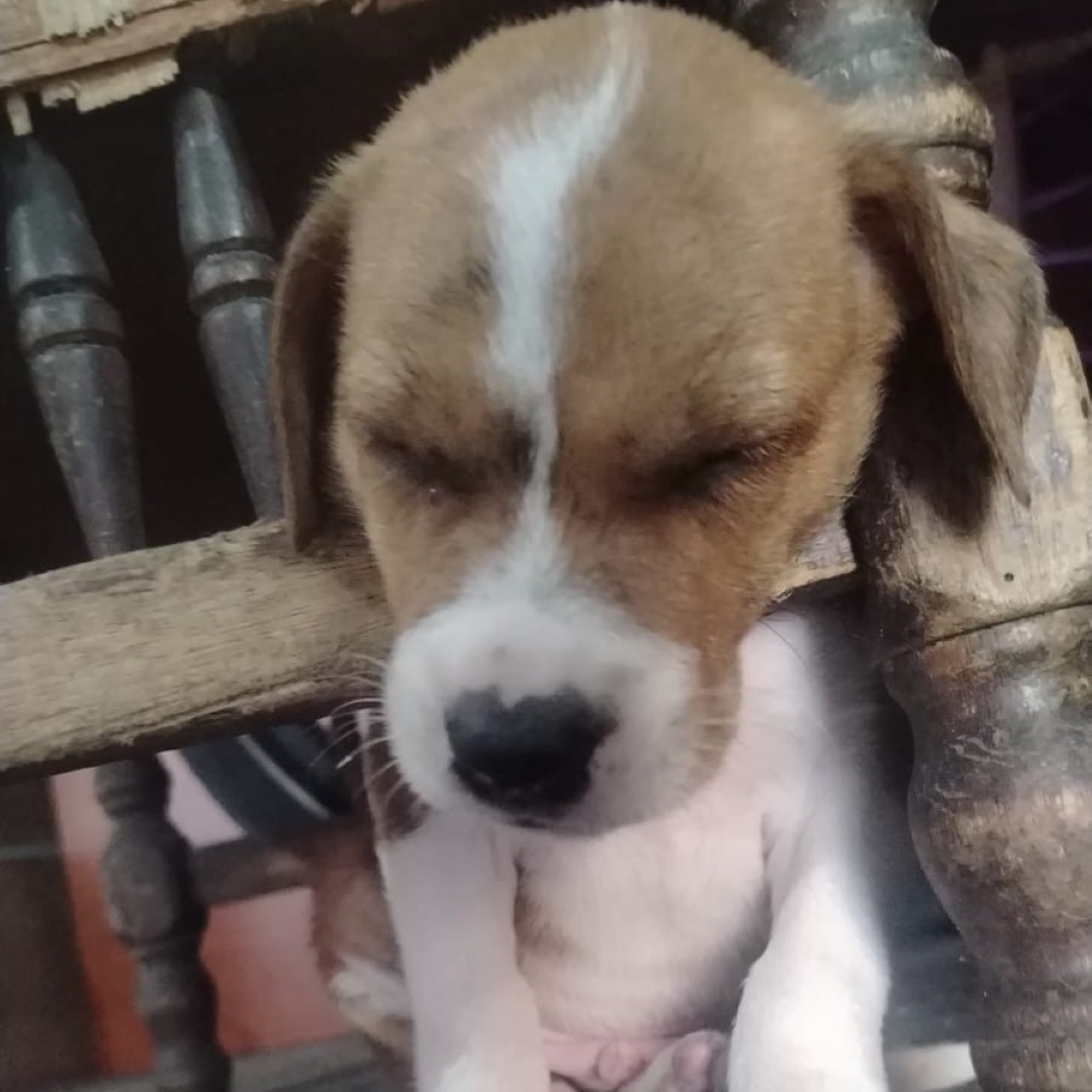 Perro Dante