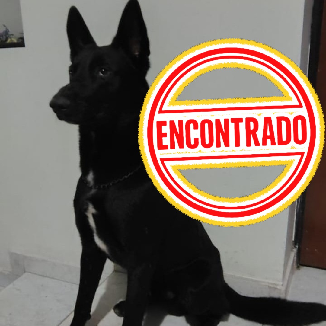 Perro NN