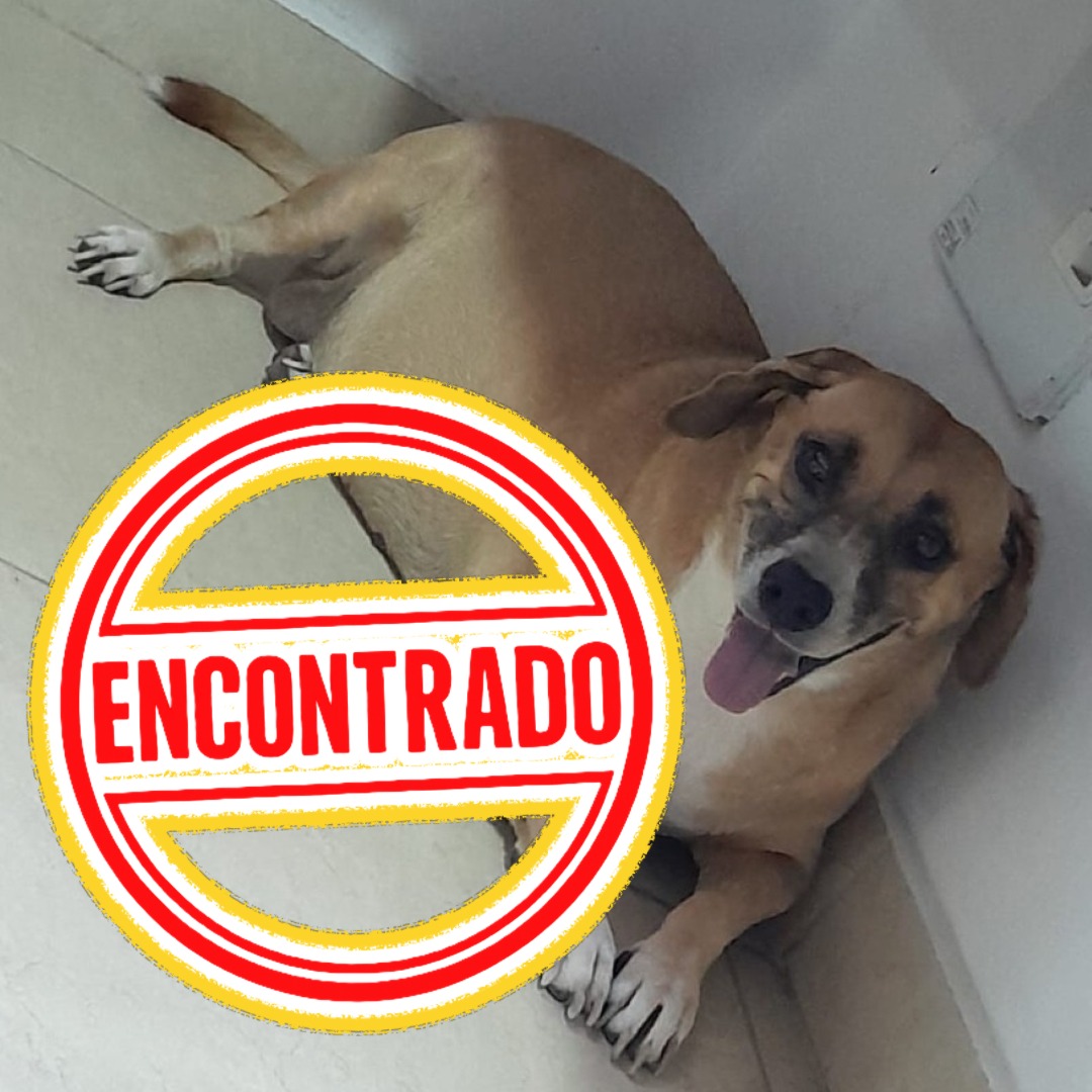 Perro Rosario