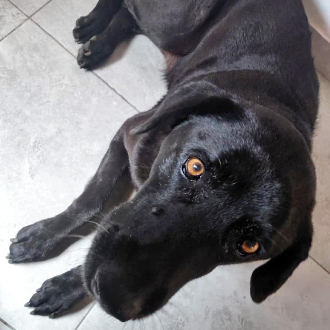 Perro Luna