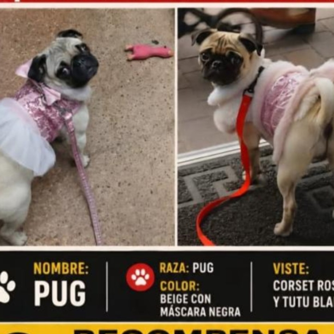 Perro pUG