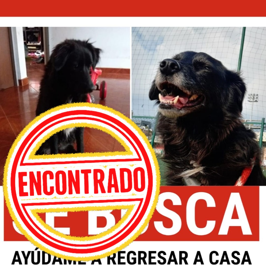 Perro Frida