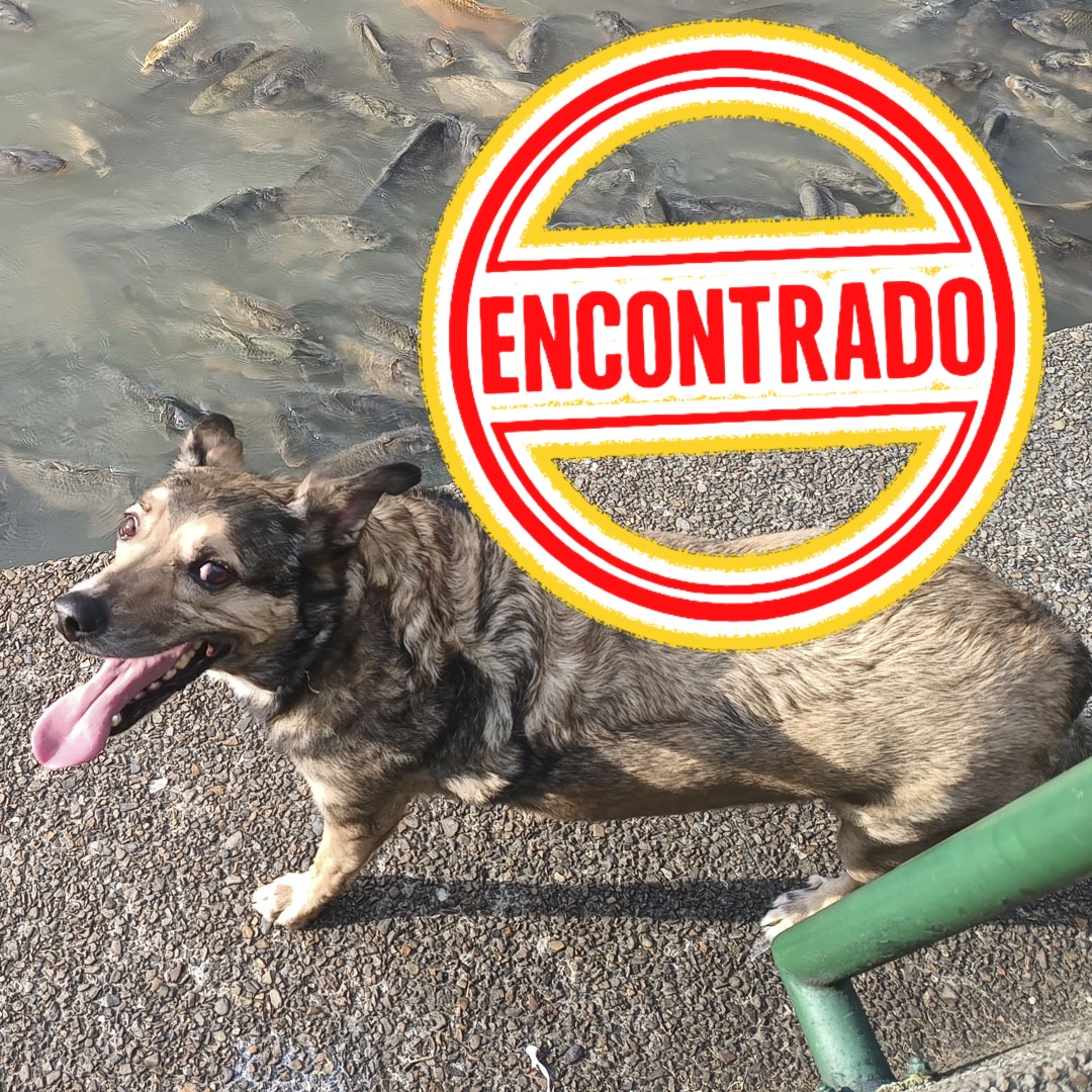 Perro Lucas