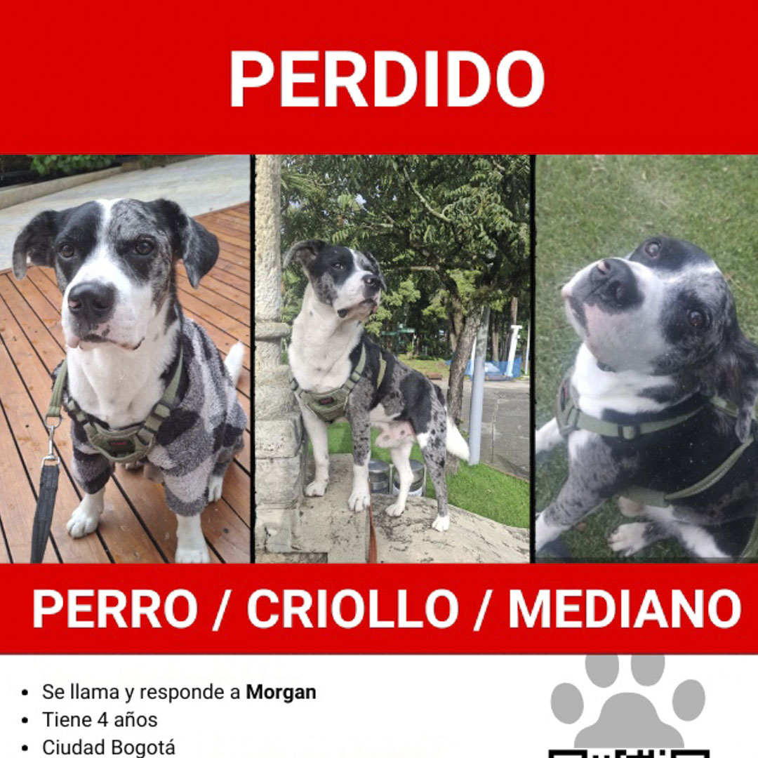 Perro MORGAN