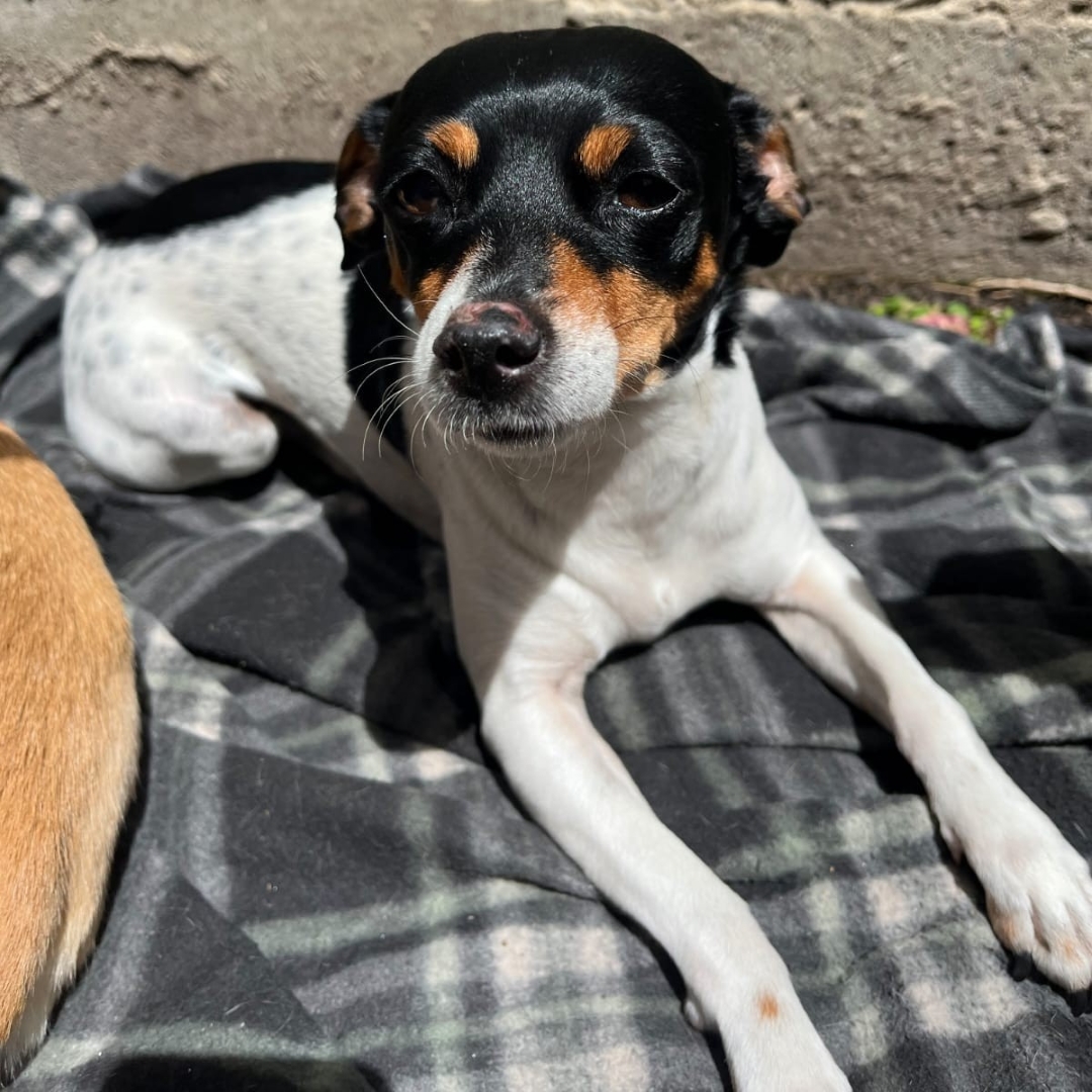 Perro Luna