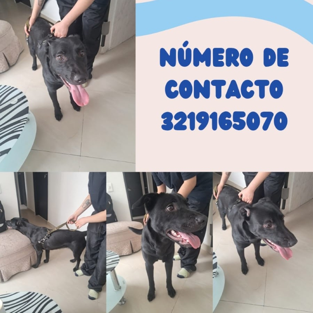 Perro NN